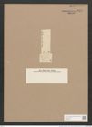 Pleurosigma latum Cleve (de-Toni-Nr.: Genus 13, Species 1008) Zeichnungen Sammlung Grunow Nr. 2053 (NHMW-BOT-W0368910)